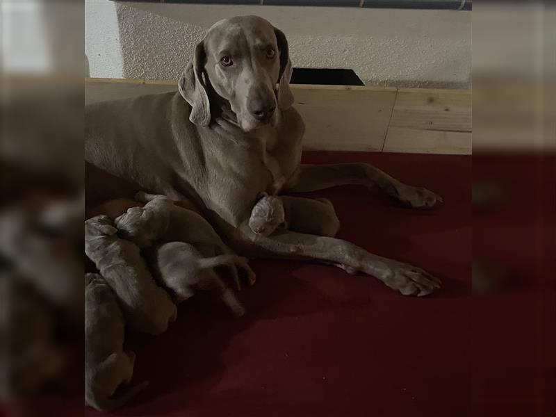 Weltbeste Weimaranerhündin sucht ein liebevolles Zuhause