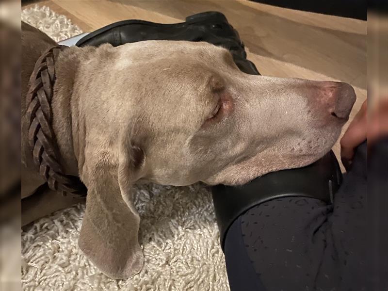 Weltbeste Weimaranerhündin sucht ein liebevolles Zuhause