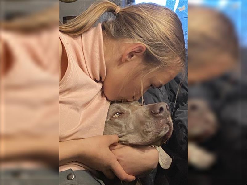 Weltbeste Weimaranerhündin sucht ein liebevolles Zuhause