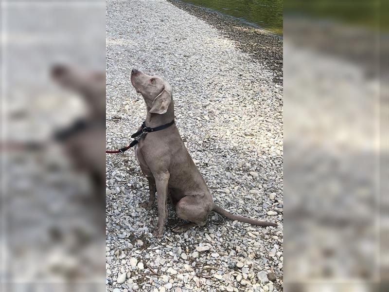 Weltbeste Weimaranerhündin sucht ein liebevolles Zuhause