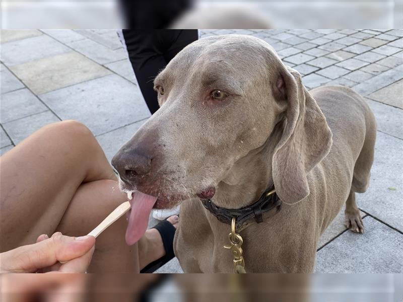 Weltbeste Weimaranerhündin sucht ein liebevolles Zuhause