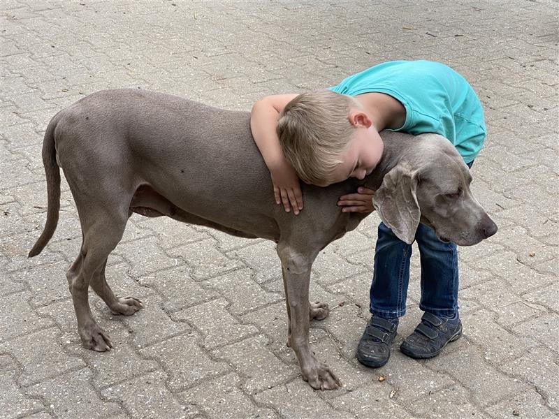 Weltbeste Weimaranerhündin sucht ein liebevolles Zuhause