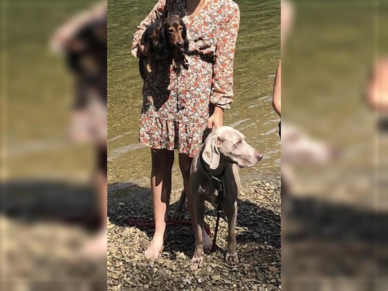 Weltbeste Weimaranerhündin sucht ein liebevolles Zuhause