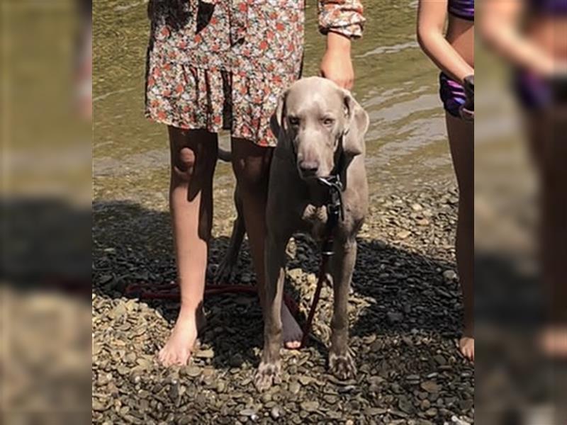 Weltbeste Weimaranerhündin sucht ein liebevolles Zuhause