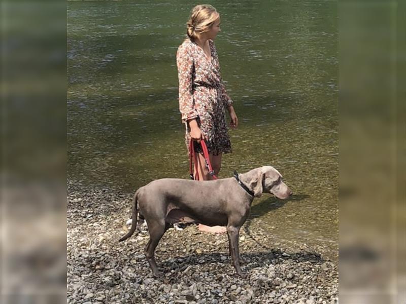 Weltbeste Weimaranerhündin sucht ein liebevolles Zuhause