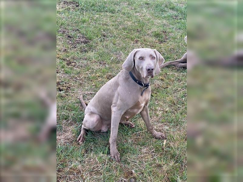 Weltbeste Weimaranerhündin sucht ein liebevolles Zuhause