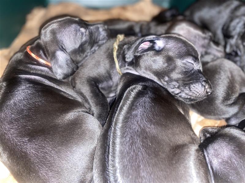 Weimaraner Rhodesian Ridgeback Welpen