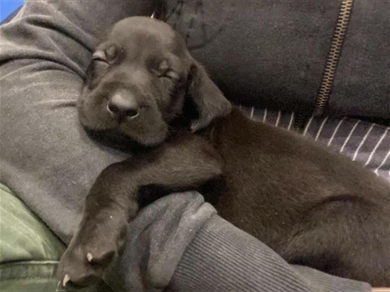 Weimaraner Rhodesian Ridgeback Welpen