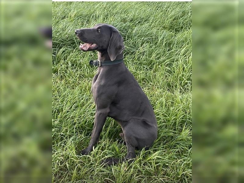 Weimaraner Rhodesian Ridgeback Welpen