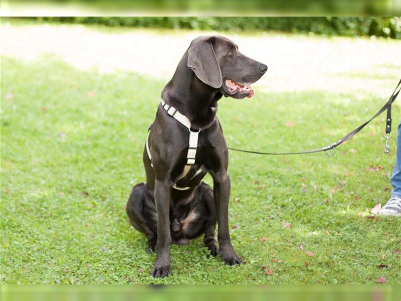 Joe Fritz - aktiver Familienhund - Tierhilfe Franken e.V.