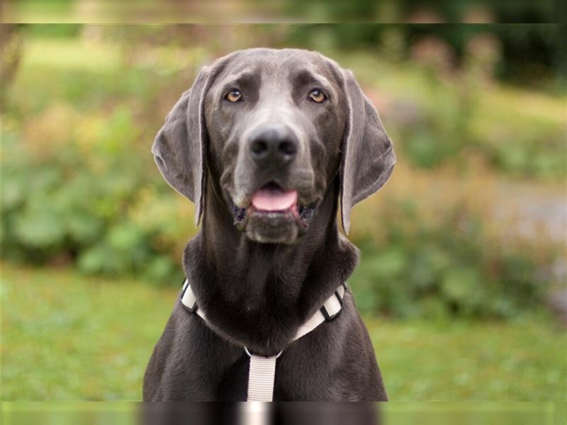 Joe Fritz - aktiver Familienhund - Tierhilfe Franken e.V.