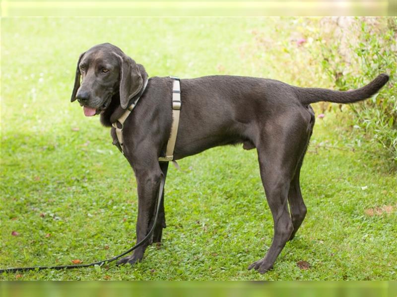 Joe Fritz - aktiver Familienhund - Tierhilfe Franken e.V.