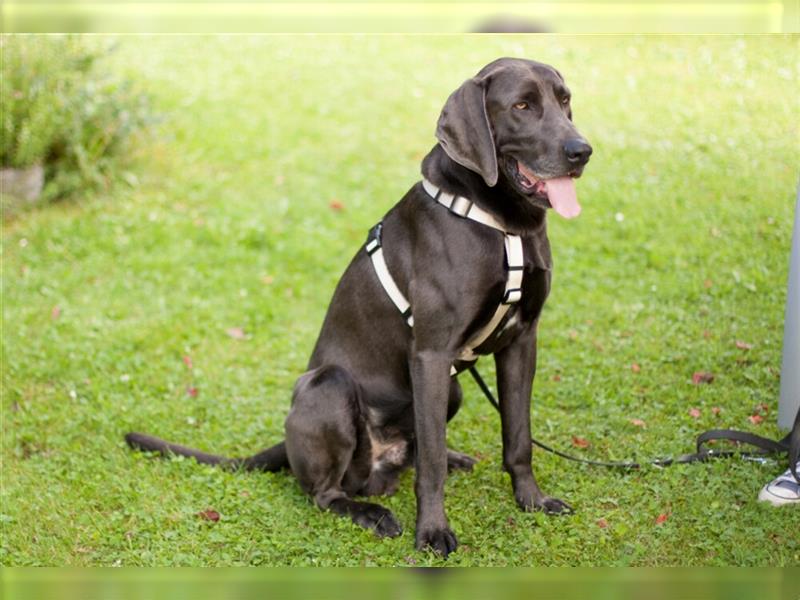 Joe Fritz - aktiver Familienhund - Tierhilfe Franken e.V.