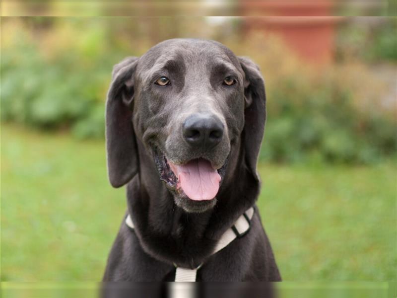 Joe Fritz - aktiver Familienhund - Tierhilfe Franken e.V.