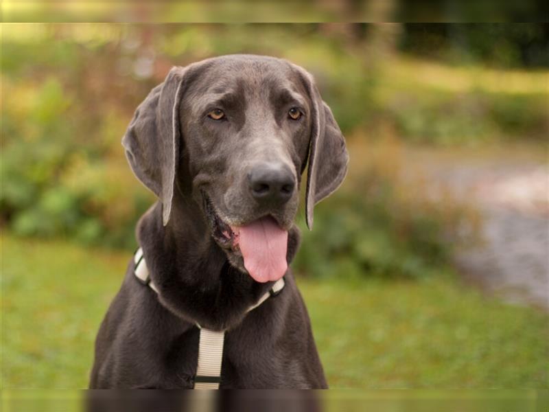 Joe Fritz - aktiver Familienhund - Tierhilfe Franken e.V.