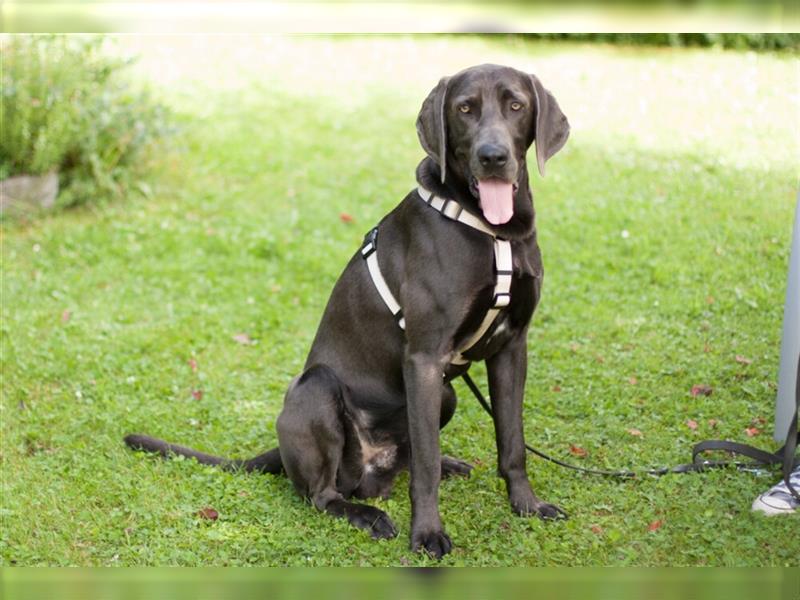 Joe Fritz - aktiver Familienhund - Tierhilfe Franken e.V.