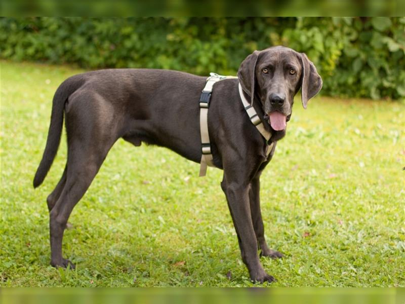 Joe Fritz - aktiver Familienhund - Tierhilfe Franken e.V.