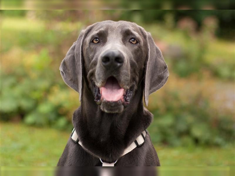 Joe Fritz - aktiver Familienhund - Tierhilfe Franken e.V.