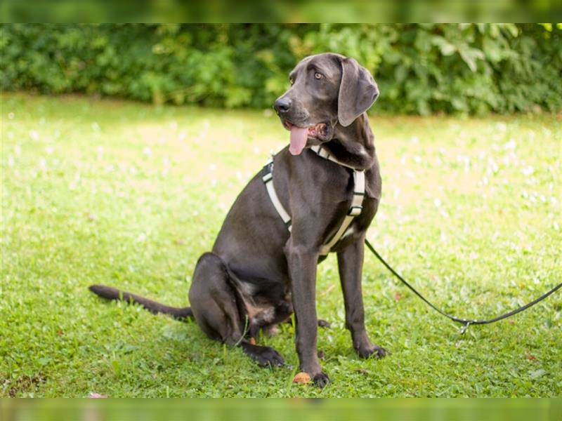 Joe Fritz - aktiver Familienhund - Tierhilfe Franken e.V.