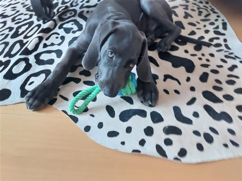 Weimaraner Welpen