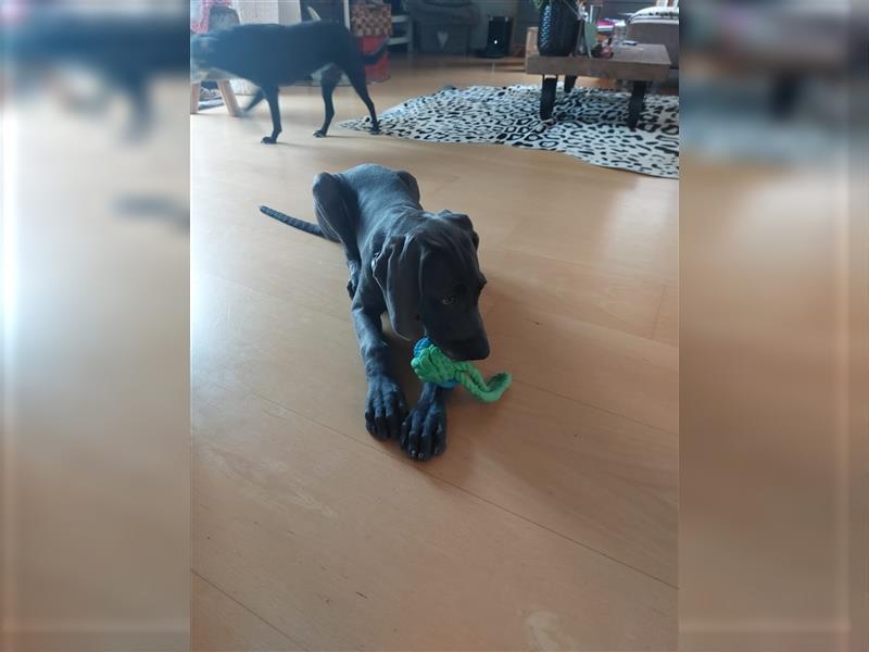 Weimaraner Welpen