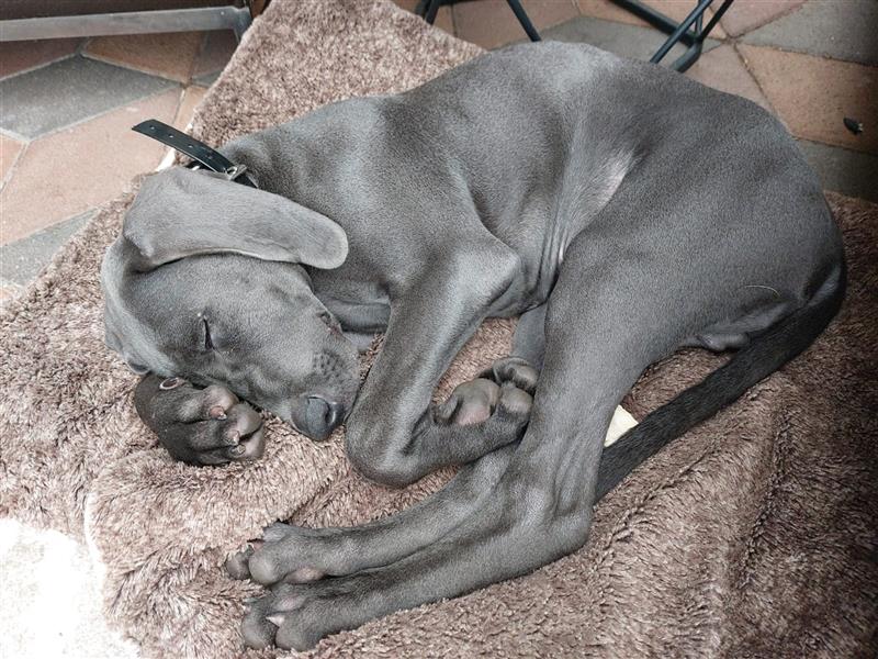 Weimaraner Welpen