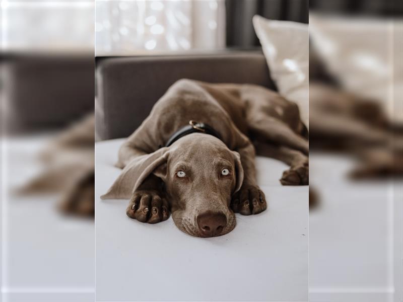 Weimaraner Junghund