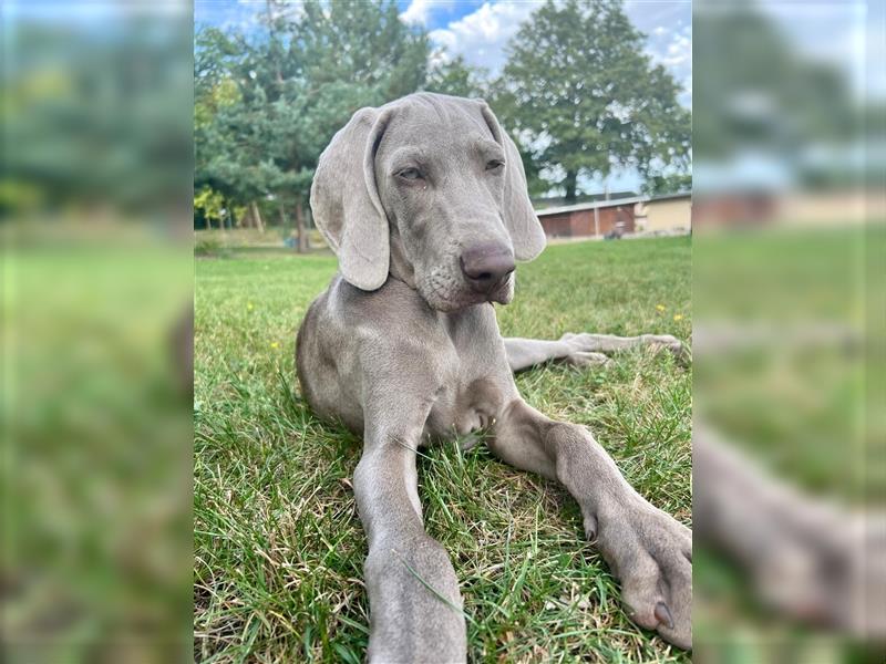 Weimaraner Junghund