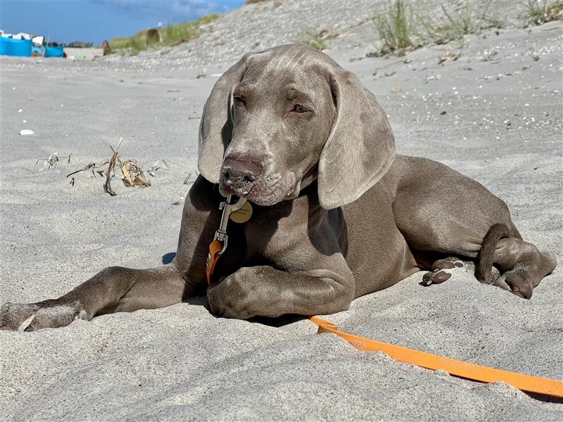 Weimaraner Junghund