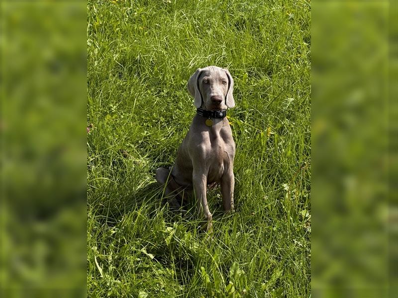 Weimaraner Junghund