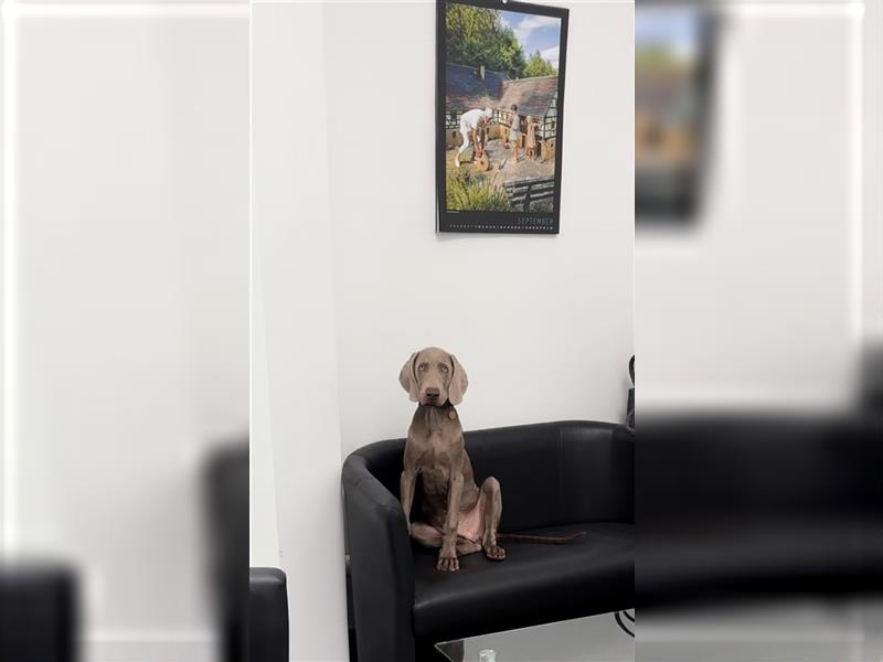 Weimaraner Junghund