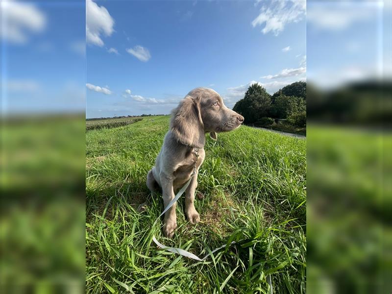 Weimaraner Langhaar Welpen