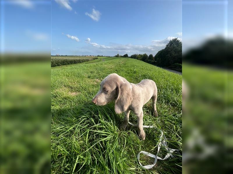 Weimaraner Langhaar Welpen