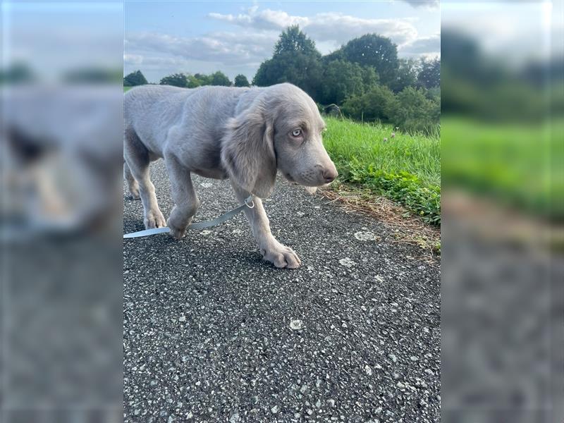 Weimaraner Langhaar Welpen