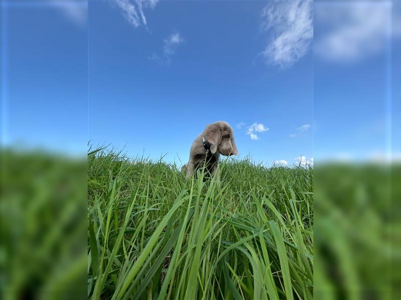 Weimaraner Langhaar Welpen