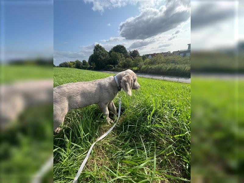 Weimaraner Langhaar Welpen