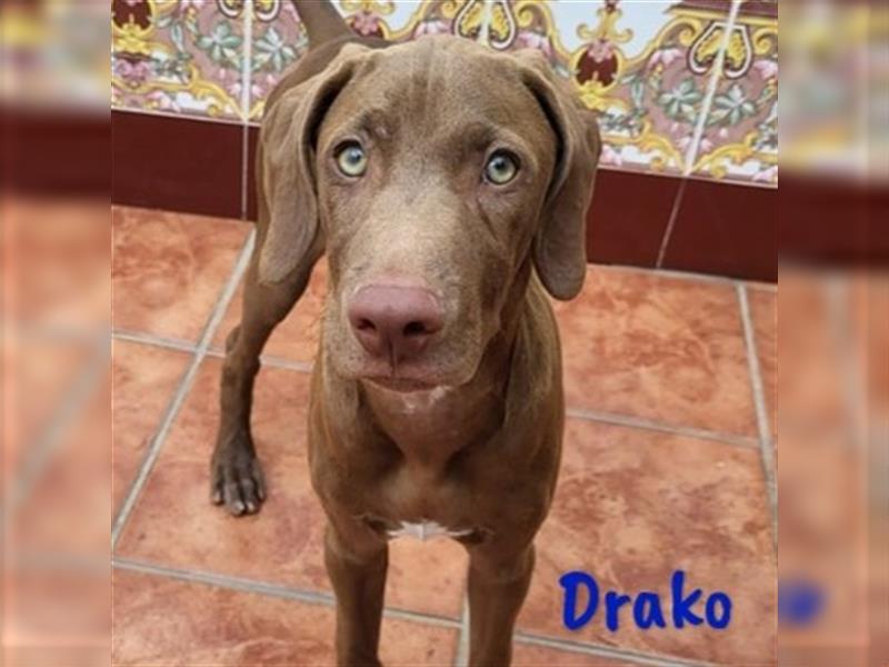 Drako 03/2024 (ESP) - sportlicher Weimaraner-Mix Welpe sucht Rasseliebhaber!