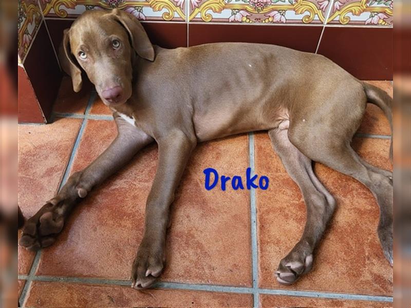 Drako 03/2024 (ESP) - sportlicher Weimaraner-Mix Welpe sucht Rasseliebhaber!