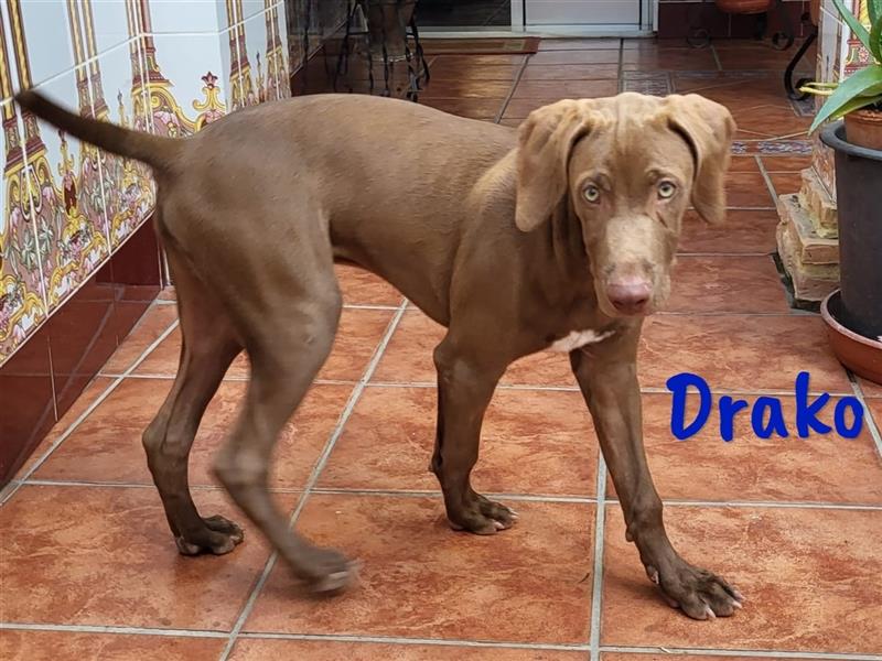 Drako 03/2024 (ESP) - sportlicher Weimaraner-Mix Welpe sucht Rasseliebhaber!