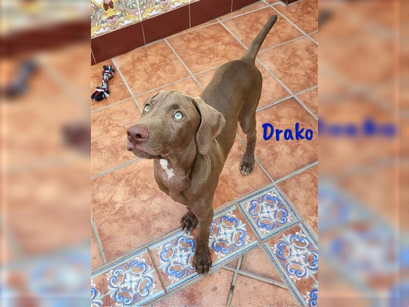 Drako 03/2024 (ESP) - sportlicher Weimaraner-Mix Welpe sucht Rasseliebhaber!