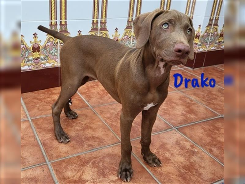 Drako 03/2024 (ESP) - sportlicher Weimaraner-Mix Welpe sucht Rasseliebhaber!