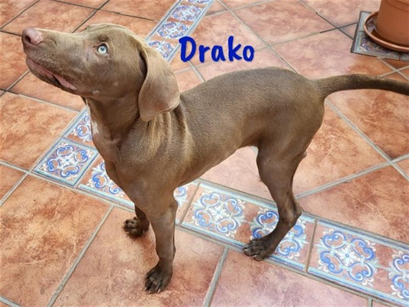 Drako 03/2024 (ESP) - sportlicher Weimaraner-Mix Welpe sucht Rasseliebhaber!