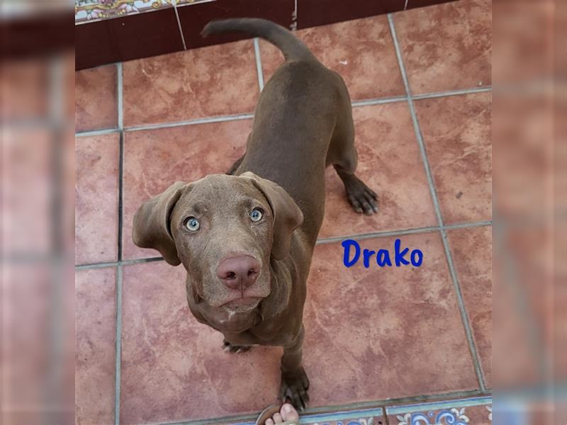 Drako 03/2024 (ESP) - sportlicher Weimaraner-Mix Welpe sucht Rasseliebhaber!