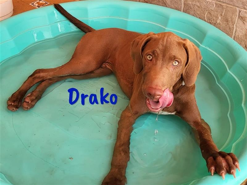 Drako 03/2024 (ESP) - sportlicher Weimaraner-Mix Welpe sucht Rasseliebhaber!