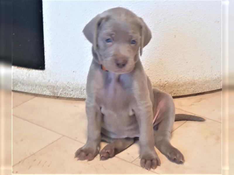 Wunderschöne Weimaraner Welpen mit Papieren