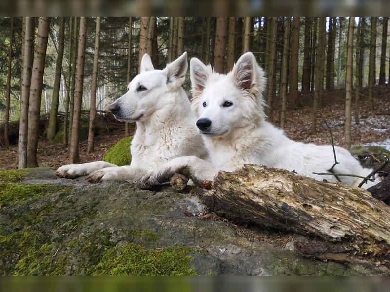 Weiße Schweizer Schäferhunde