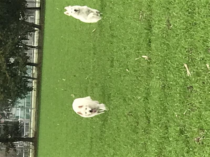 Weiße Schweizer Schäferhund Welpen