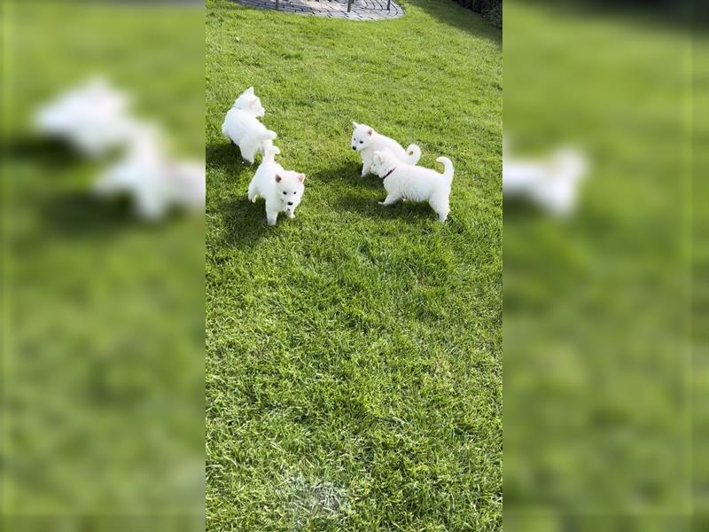 Weiße Schweizer Schäferhund Welpen