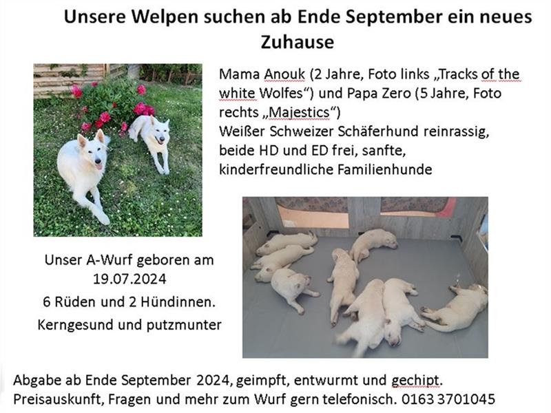 Weiße Schäferhunde