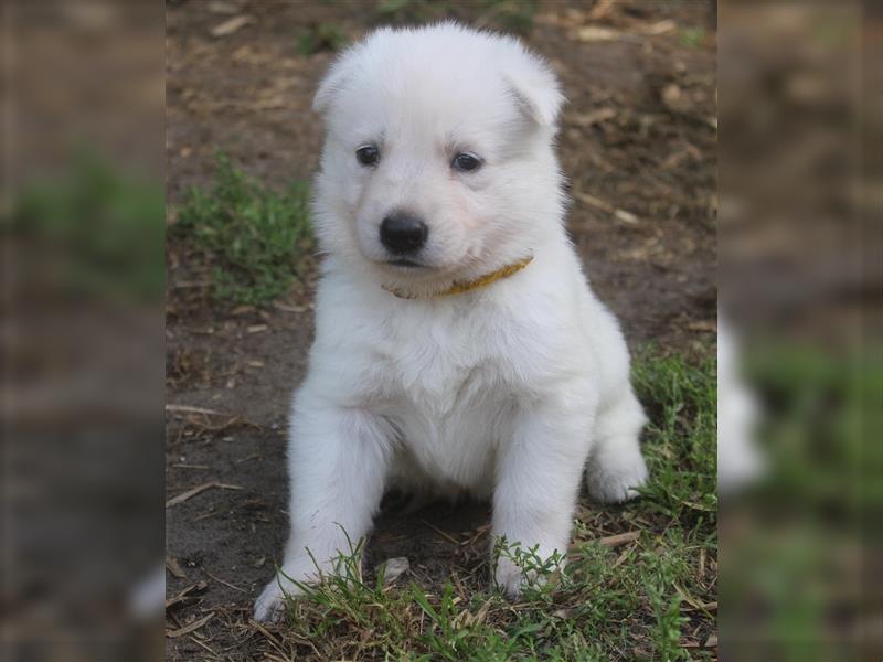 Weisse Schweizer Schäferhund Welpen mit Papiere